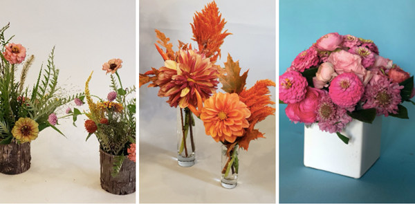 活動(dòng)策劃花卉：百日草