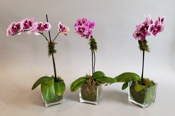 活動(dòng)策劃花卉：蘭花